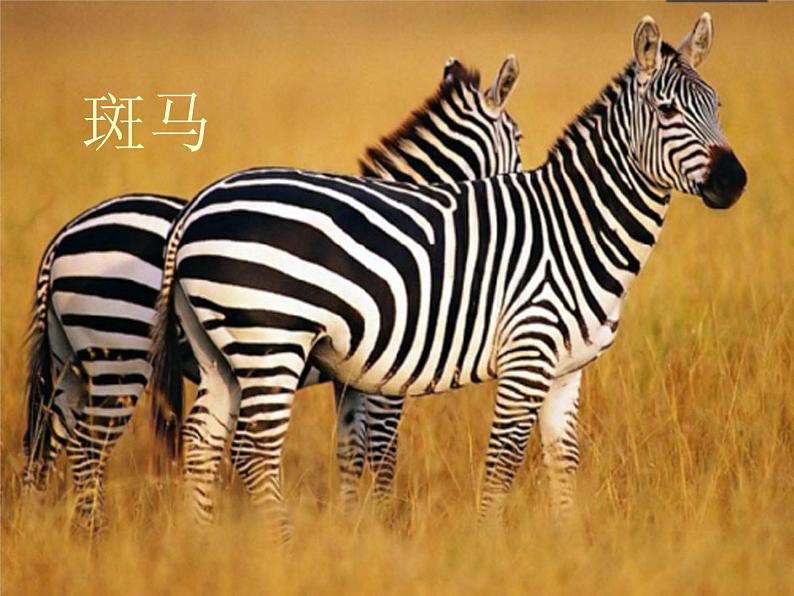 2020年三年级下册科学课件10.动物怎样保护自己首师大版(15张)ppt课件第6页