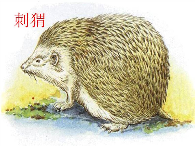 2020年三年级下册科学课件10.动物怎样保护自己首师大版(15张)ppt课件第7页