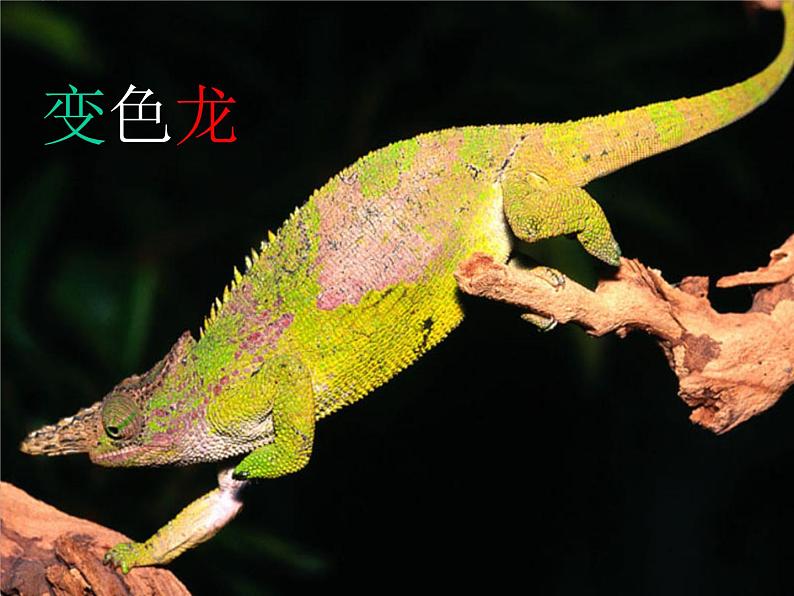 2020年三年级下册科学课件10.动物怎样保护自己首师大版(15张)ppt课件第8页