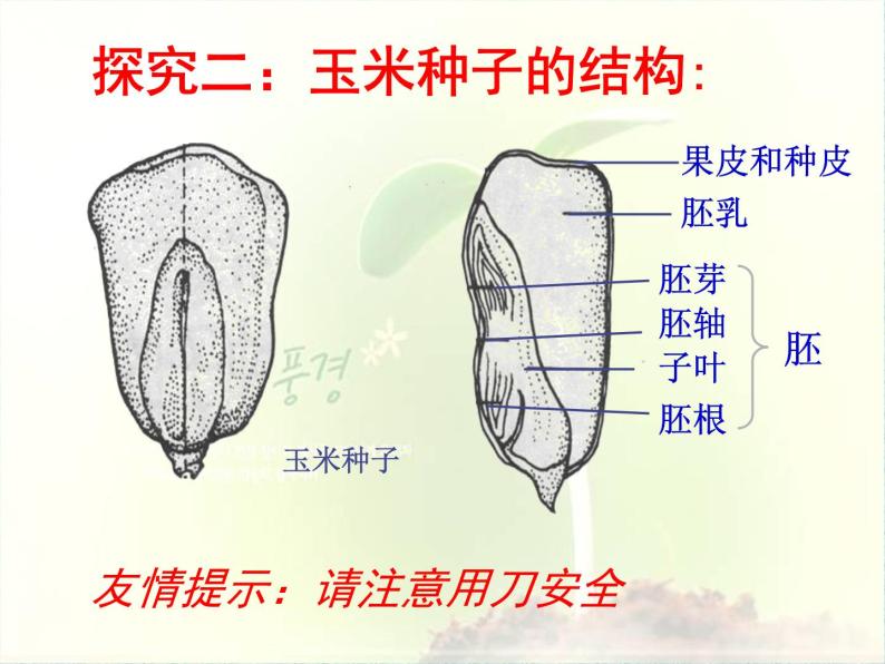 2020年三年级下册科学课件13.种子的构造首师大版(17张)ppt课件05