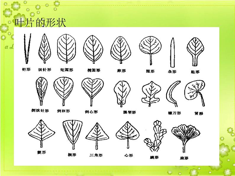 2020年四年级上册科学课件4叶的组成首师大版(11张)ppt课件第5页
