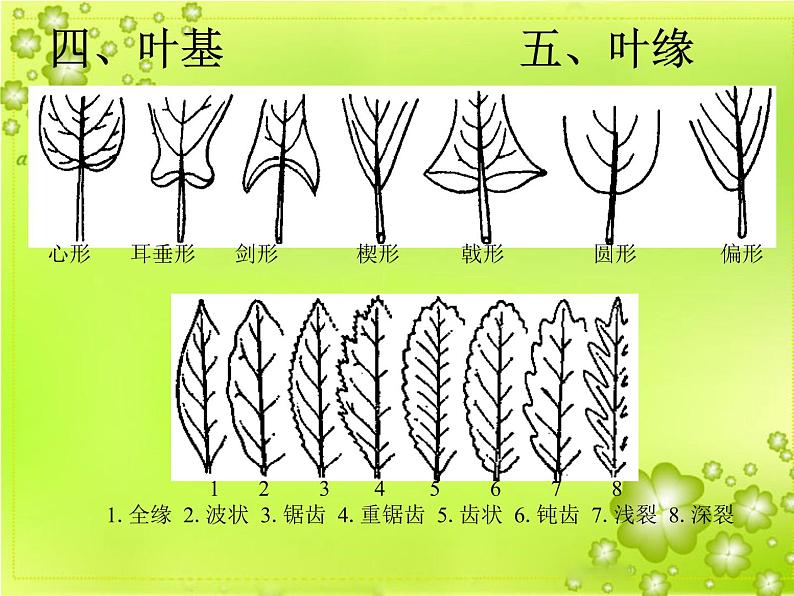 2020年四年级上册科学课件4叶的组成首师大版(11张)ppt课件第7页
