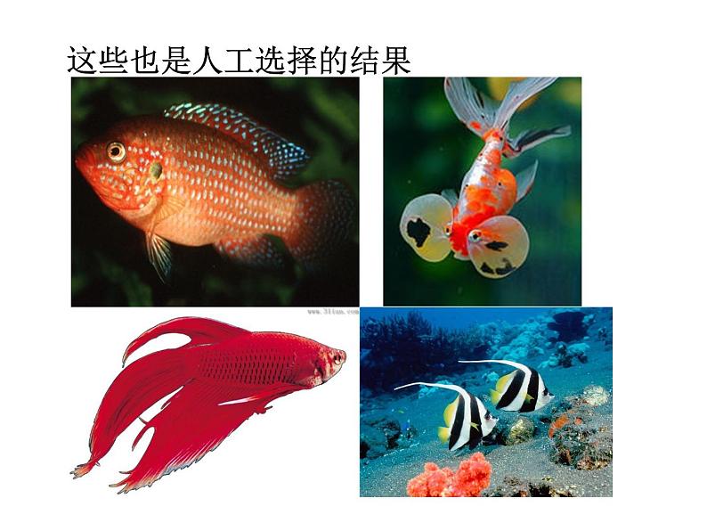 小学六年级下册科学-3.3达尔文和他的“进化论”-苏教版(14张)(1)ppt课件第5页