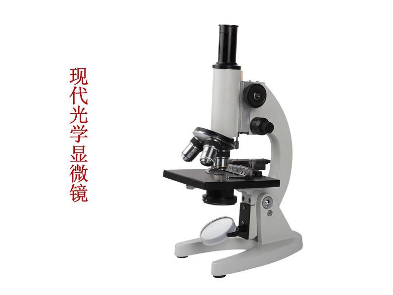苏教版六年级科学上册 1.4 搭建生命体的“积木” 课件第5页