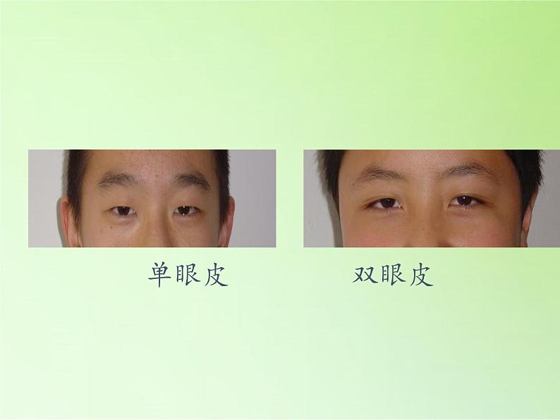 苏教版六年级科学下册 2.1 生物的遗传现象(2)课件第7页