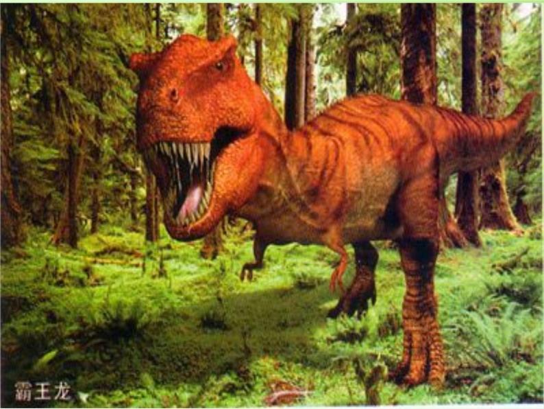 苏教版六年级科学下册 3.1 消失了的恐龙(3)课件04