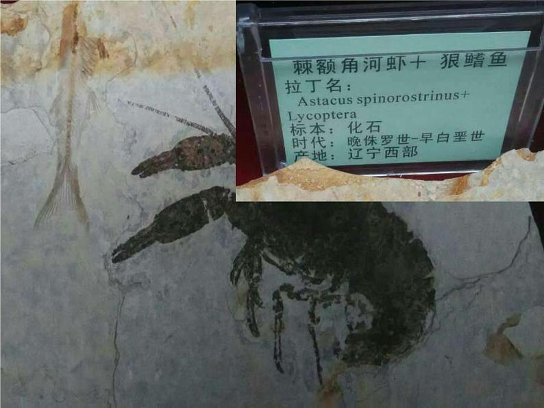 苏教版六年级科学下册 3.2.化石告诉我们什么 (上课用)(1)课件第6页