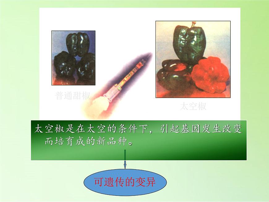 蘇教版六年級科學(xué)下冊2.3 尋找遺傳與變異的秘密(8)課件第5頁