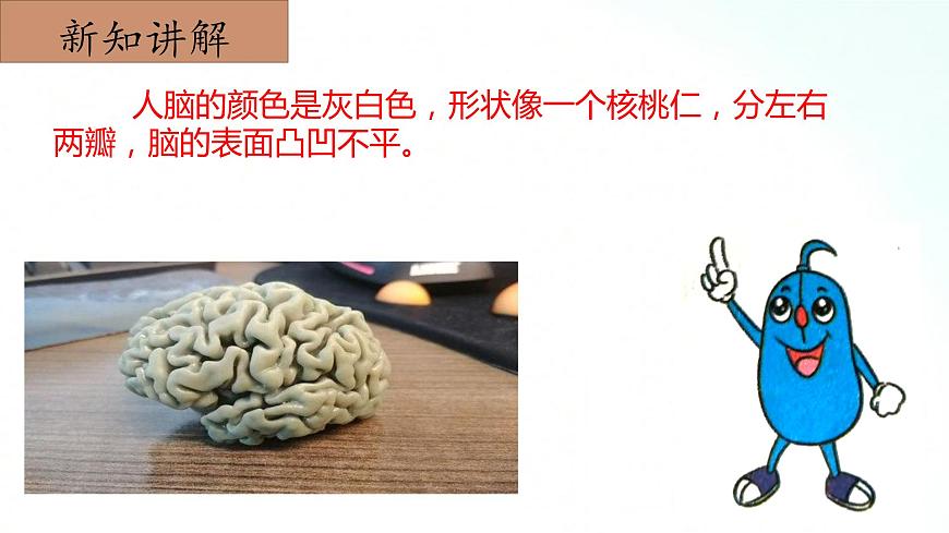 2.2《人體的司令部》課件第8頁(yè)