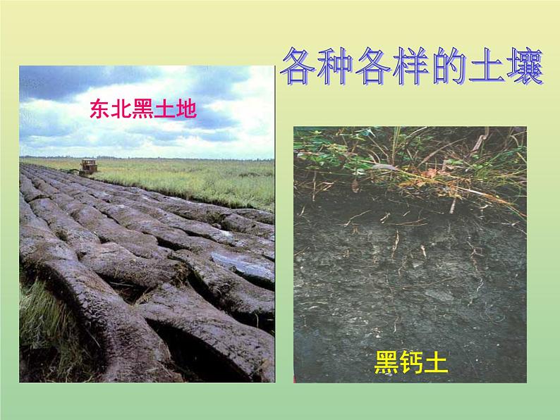 苏教版小学科学三年级下册《1.1.我们周围的土壤》PPT课件(5)02