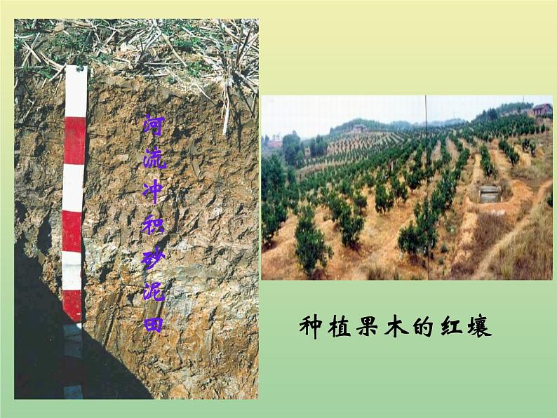苏教版小学科学三年级下册《1.1.我们周围的土壤》PPT课件(5)03