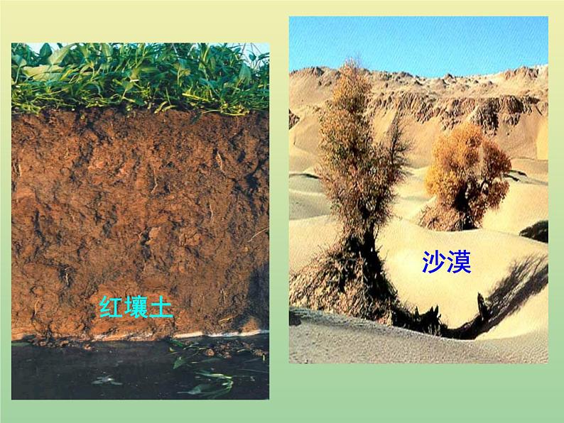 苏教版小学科学三年级下册《1.1.我们周围的土壤》PPT课件(5)05
