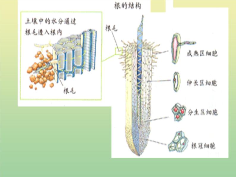 苏教版小学科学三年级下册《2.2．根和茎》PPT课件(2)07