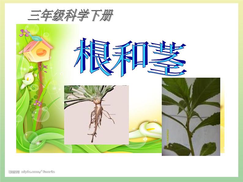 苏教版小学科学三年级下册《2.2.根和茎》PPT课件(4)01