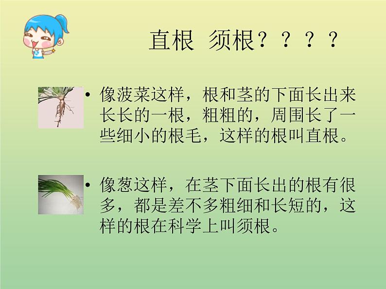 苏教版小学科学三年级下册《2.2.根和茎》PPT课件(4)03