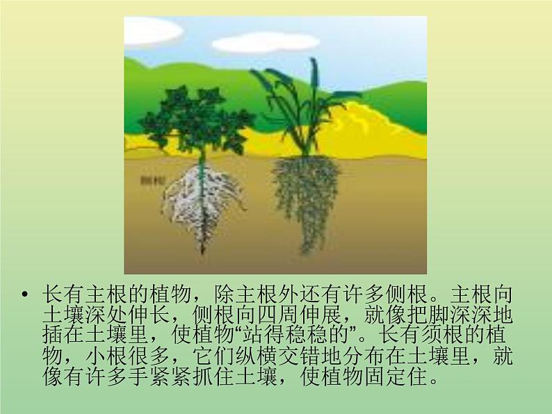 苏教版小学科学三年级下册《2.2.根和茎》PPT课件(4)04