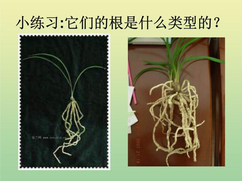 苏教版小学科学三年级下册《2.2．根和茎》PPT课件(5)06