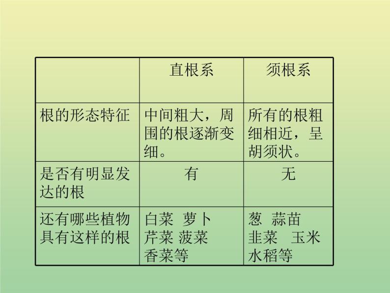 苏教版小学科学三年级下册《2.2．根和茎》PPT课件(6)04