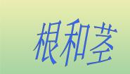 2021学年2.根和茎课堂教学课件ppt