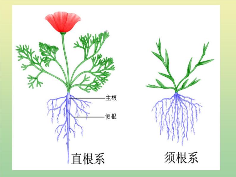 苏教版小学科学三年级下册《2.2．根和茎》PPT课件(8)05