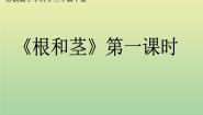 小学科学苏教版三年级下册2.根和茎图文课件ppt