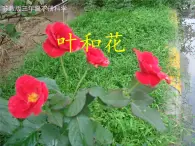 苏教版小学科学三年级下册《2.3．叶和花》PPT课件(7)