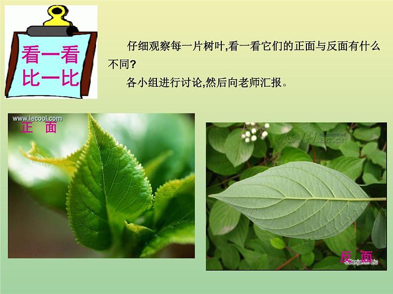 苏教版小学科学三年级下册《2.3.叶和花》PPT课件(8)第3页