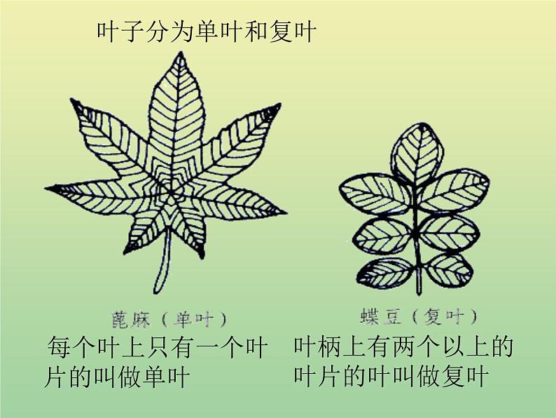 苏教版小学科学三年级下册《2.3.叶和花》PPT课件(8)第6页
