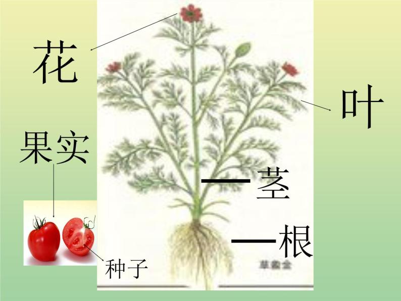 苏教版小学科学三年级下册《2.4.植物和我们》PPT课件 (3)03