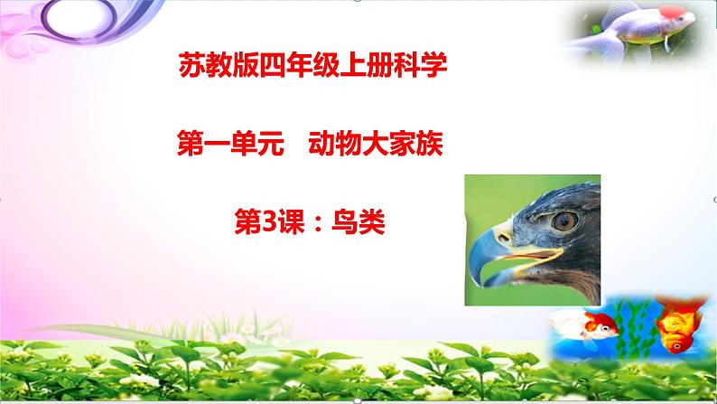 新版苏教版科学四年级上册3鸟类知识点复习PPT课件(动画已调)02