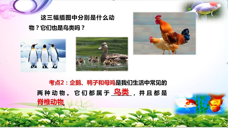 新版苏教版科学四年级上册3鸟类知识点复习PPT课件(动画已调)04