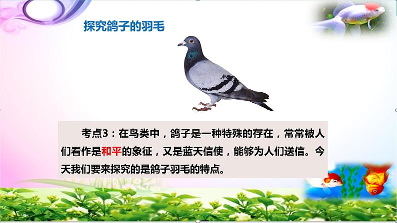 新版苏教版科学四年级上册3鸟类知识点复习PPT课件(动画已调)05