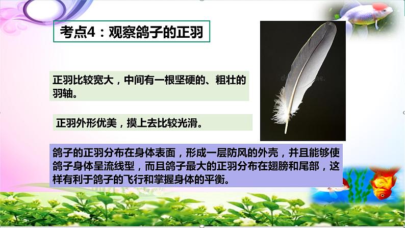 新版苏教版科学四年级上册3鸟类知识点复习PPT课件(动画已调)06