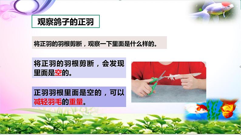 新版苏教版科学四年级上册3鸟类知识点复习PPT课件(动画已调)07