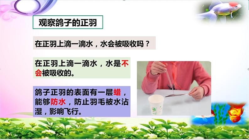 新版苏教版科学四年级上册3鸟类知识点复习PPT课件(动画已调)08