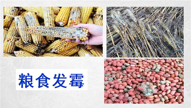 1.3 馒头发霉了(3)(课件)科学六年级上册-苏教版第6页