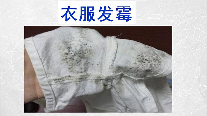 1.3 馒头发霉了(3)(课件)科学六年级上册-苏教版第8页