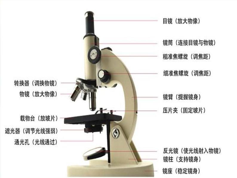 1.1 水滴里的生物(1)(课件)科学六年级上册-苏教版第7页