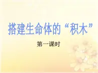 1.4 搭建生命体的“积木”（5）（课件）科学六年级上册-苏教版