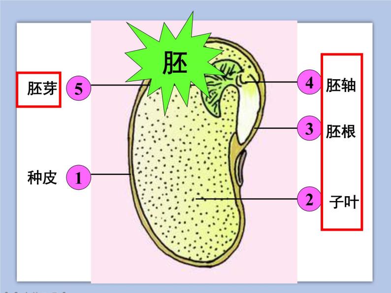 《2.种子发芽》课件(5)04