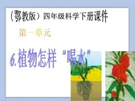 《6.植物怎样“喝水”》课件