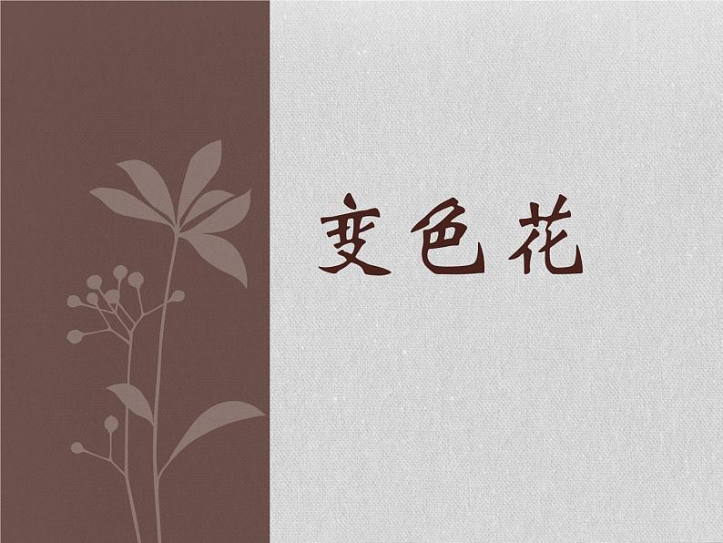 3.3 变色花(7)(课件)科学六年级上册-苏教版第1页