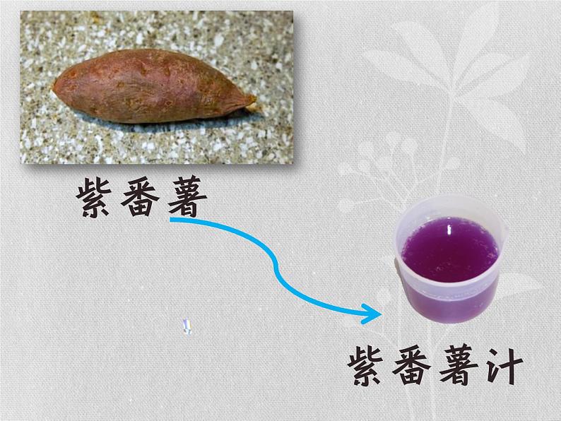 3.3 变色花(7)(课件)科学六年级上册-苏教版第3页