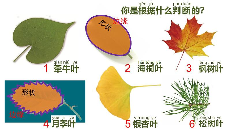 教科版科学一年级上册这是谁的叶课件第2页
