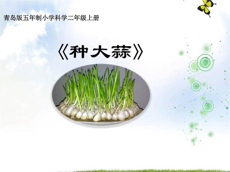 青岛版(五四制)科学二年级上册9.种大蒜教学课件01