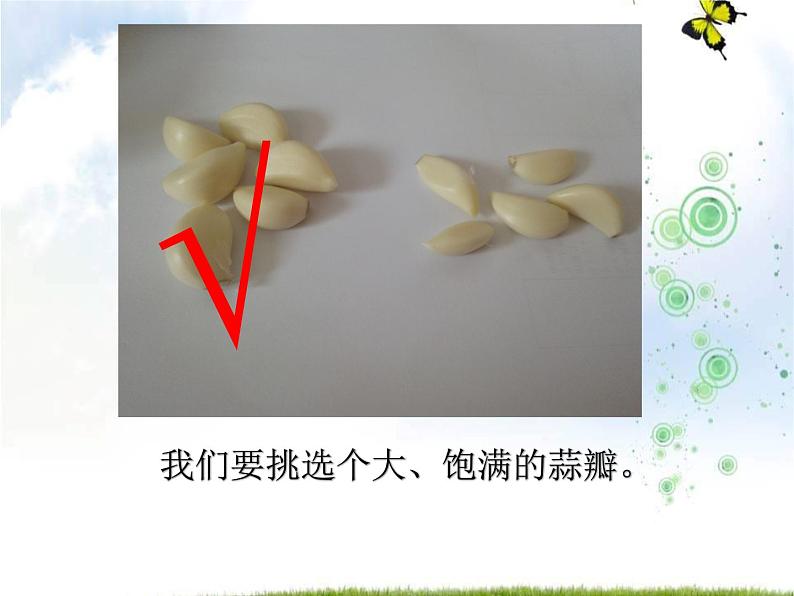 青岛版(五四制)科学二年级上册9.种大蒜教学课件04