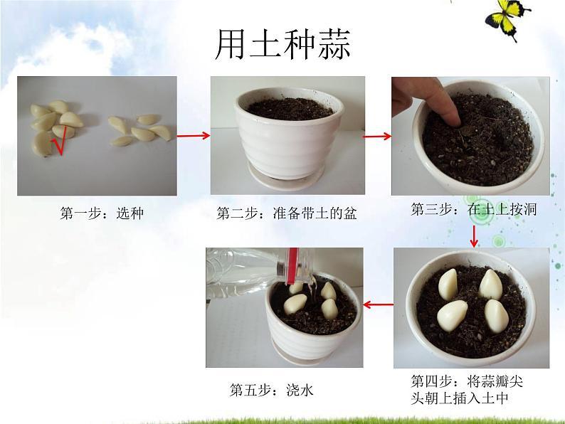 青岛版(五四制)科学二年级上册9.种大蒜教学课件05