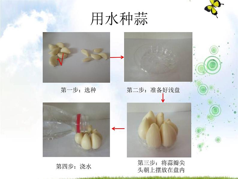 青岛版(五四制)科学二年级上册9.种大蒜教学课件06