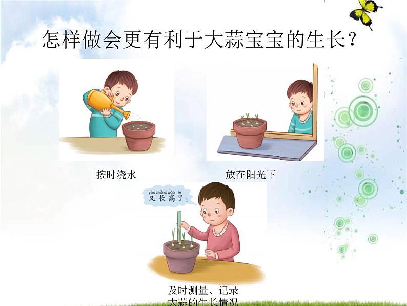 青岛版(五四制)科学二年级上册9.种大蒜教学课件07