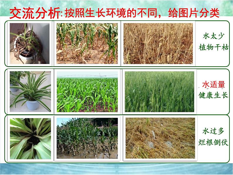 青岛版(五四制)科学二年级上册11.植物和水教学课件04